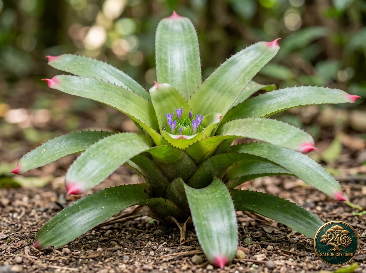Cây dứa móng tay hồng (Neoregelia spectabilis): đặc điểm nhận diện