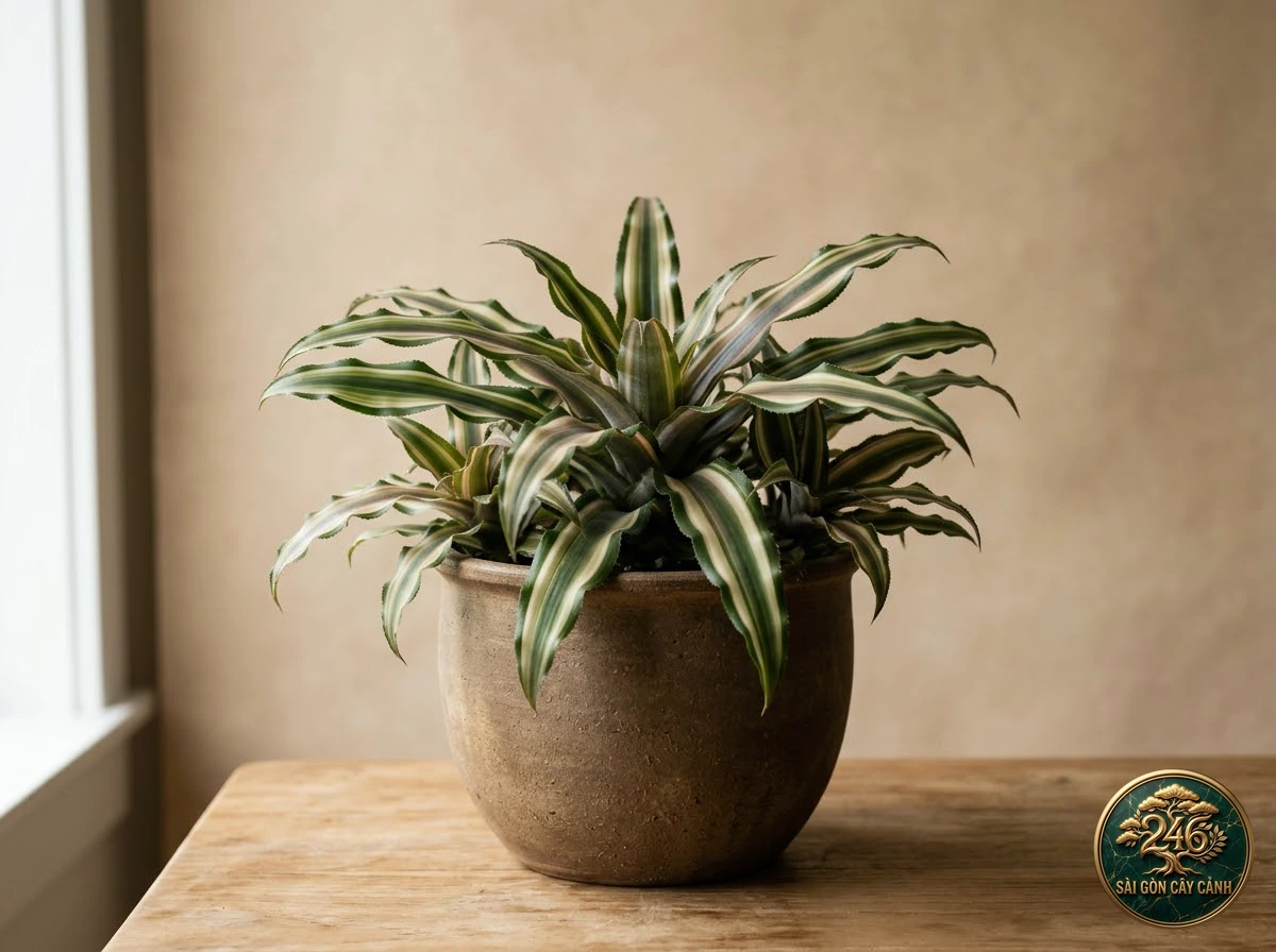 Cây dứa sao đất sọc hồng (Cryptanthus bivittatus): hình ảnh hồ sơ