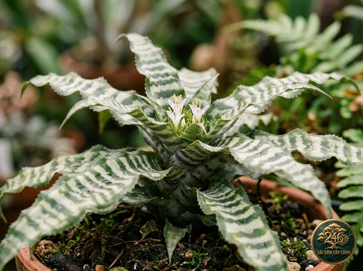 Zebra earth star (Cryptanthus zonatus): morphological identification