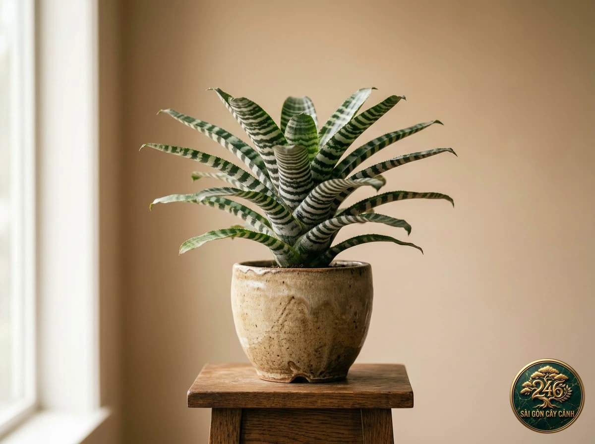 Cây dứa sao đất vằn ngựa vằn (Cryptanthus zonatus): hình ảnh hồ sơ