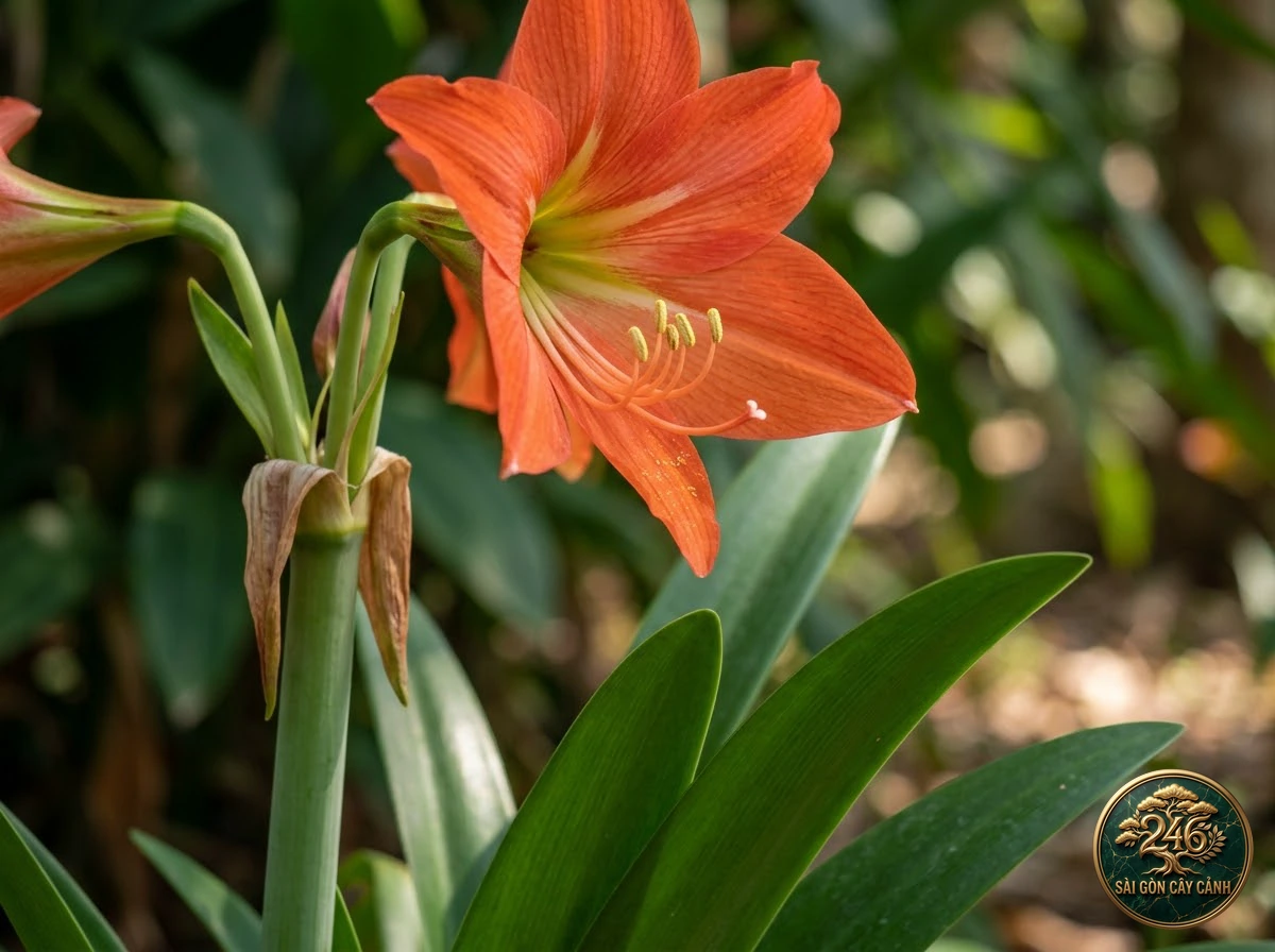 Hoa loa kèn đỏ nhiệt đới (Hippeastrum puniceum): đặc điểm nhận diện