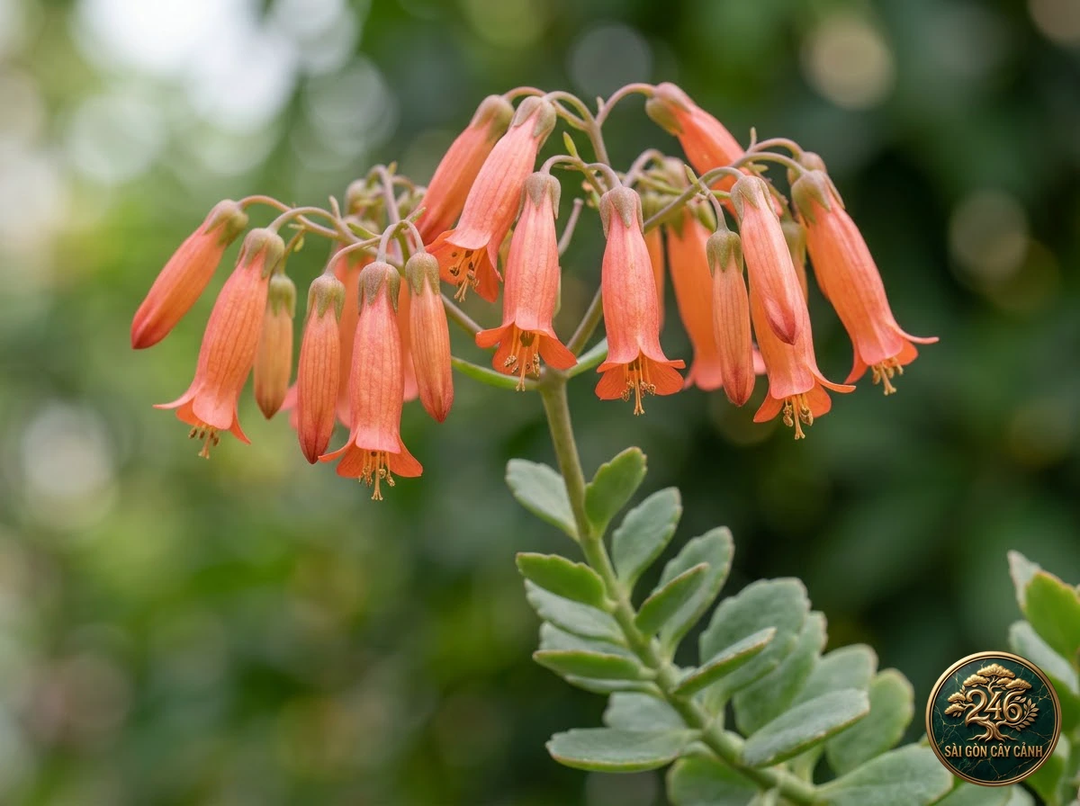 Chandelier plant (Kalanchoe manginii): morphological identification