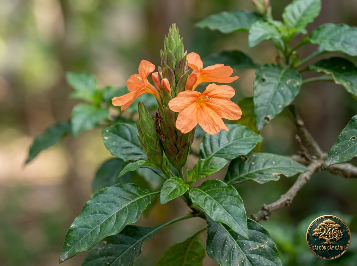 Cây hoa hỏa pháo cam (Crossandra infundibuliformis): đặc điểm nhận diện