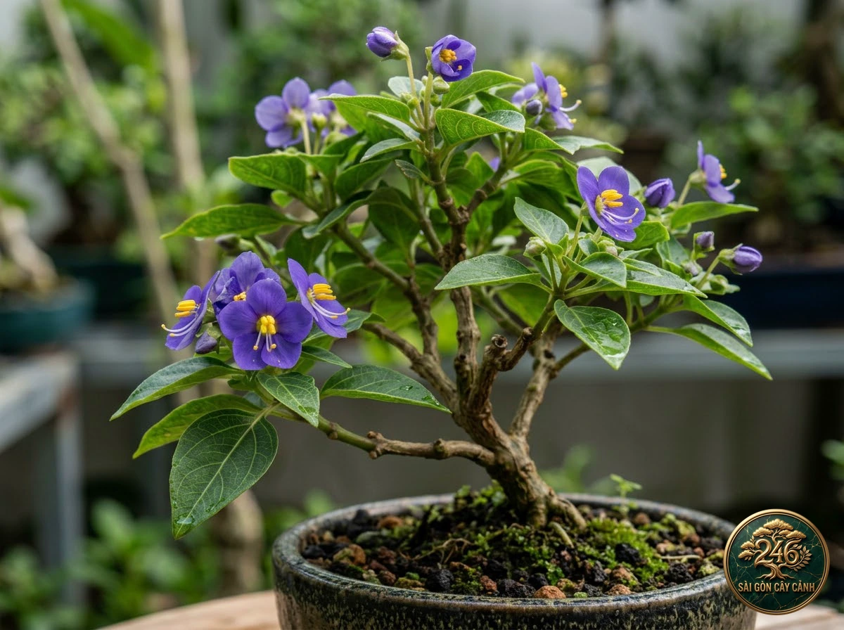 Persian violet (Exacum affine): morphological identification