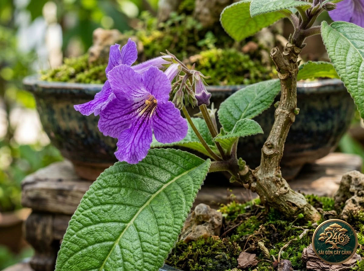 Cape primrose (Streptocarpus rexii): morphological identification