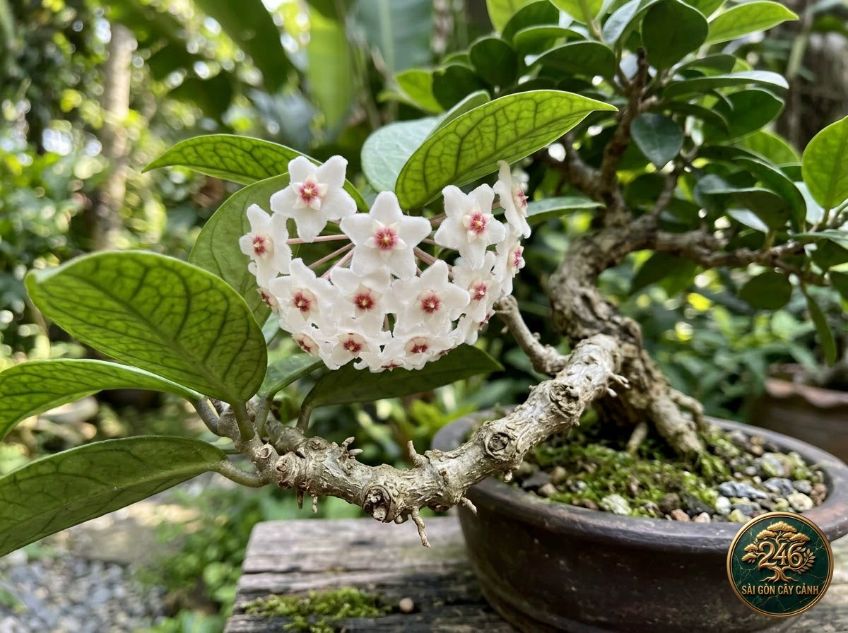 Cây hoa cẩm cù sáp sao trắng (Hoya carnosa): đặc điểm nhận diện
