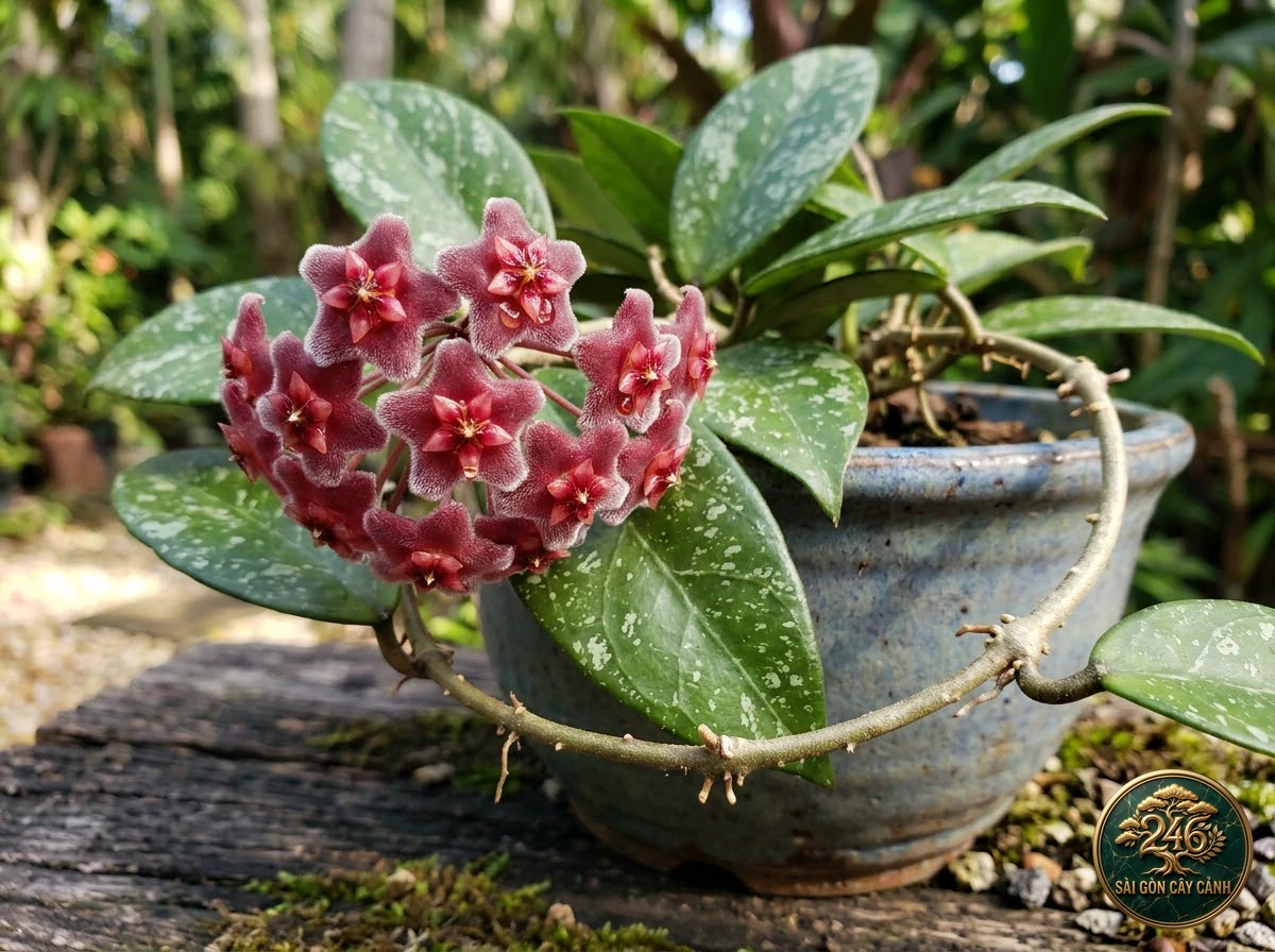 Cây hoa cẩm cù cánh tím bạc (Hoya pubicalyx): đặc điểm nhận diện