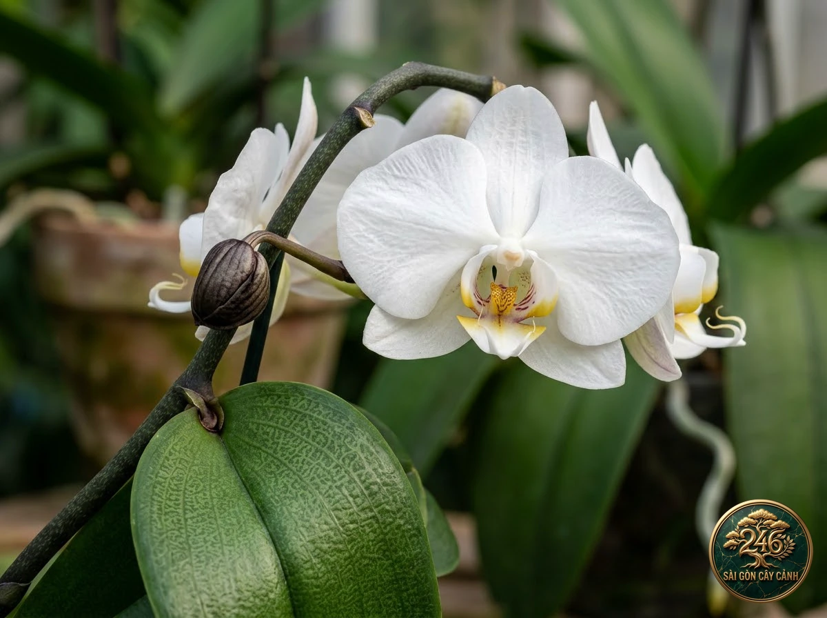 Lan hồ điệp nữ thần aphrodite (Phalaenopsis aphrodite): đặc điểm nhận diện