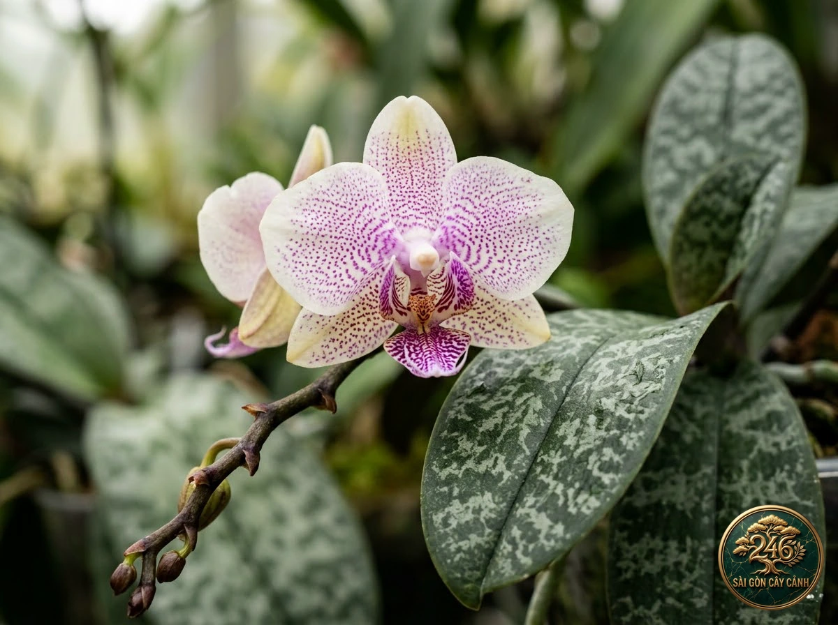 Stuart's phalaenopsis (Phalaenopsis stuartiana): morphological identification