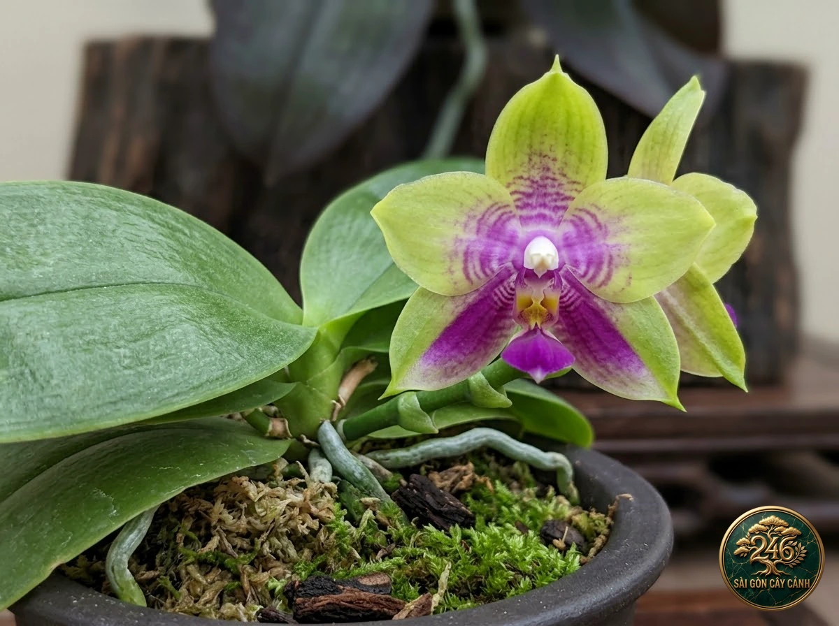 Bellina moth orchid (Phalaenopsis bellina): morphological identification