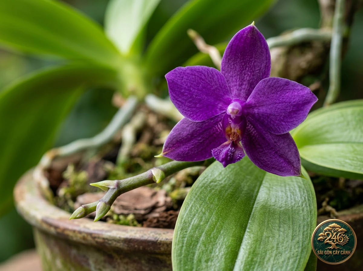 Violet moth orchid (Phalaenopsis violacea): morphological identification