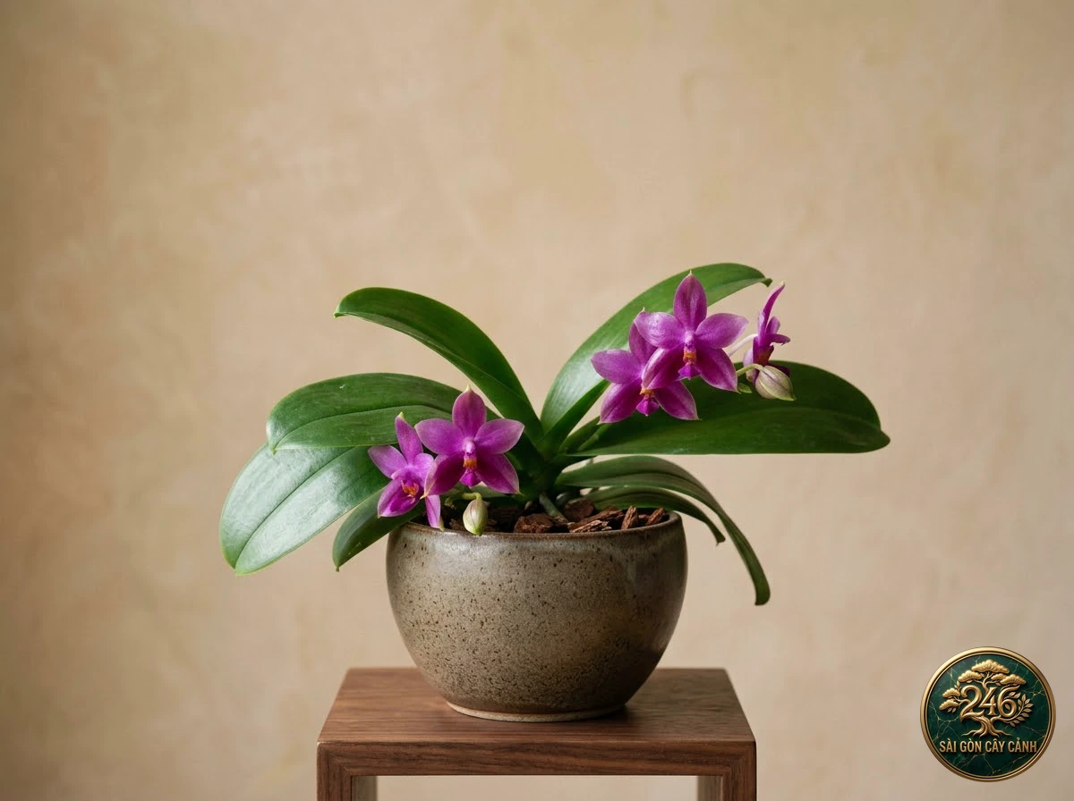 Lan hồ điệp tím hương thơm (Phalaenopsis violacea): hình ảnh hồ sơ
