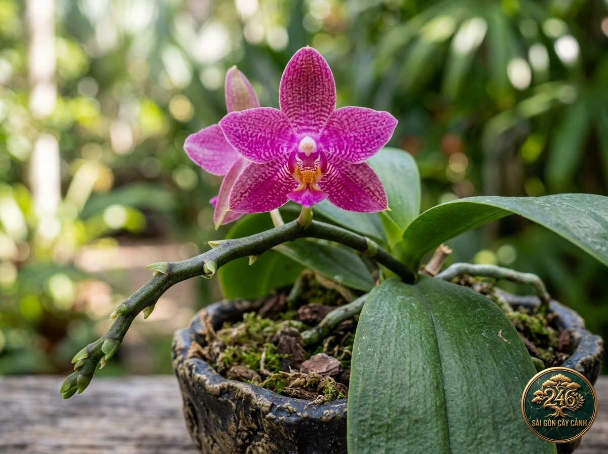 Lan hồ điệp đỏ bóng rực rỡ (Phalaenopsis pulchra): đặc điểm nhận diện
