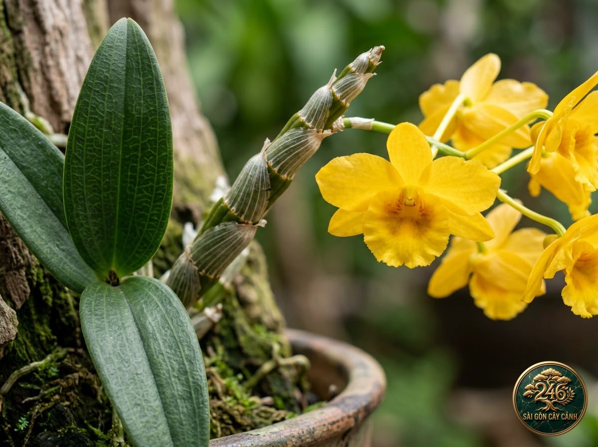 Golden arch dendrobium (Dendrobium chrysotoxum): morphological identification