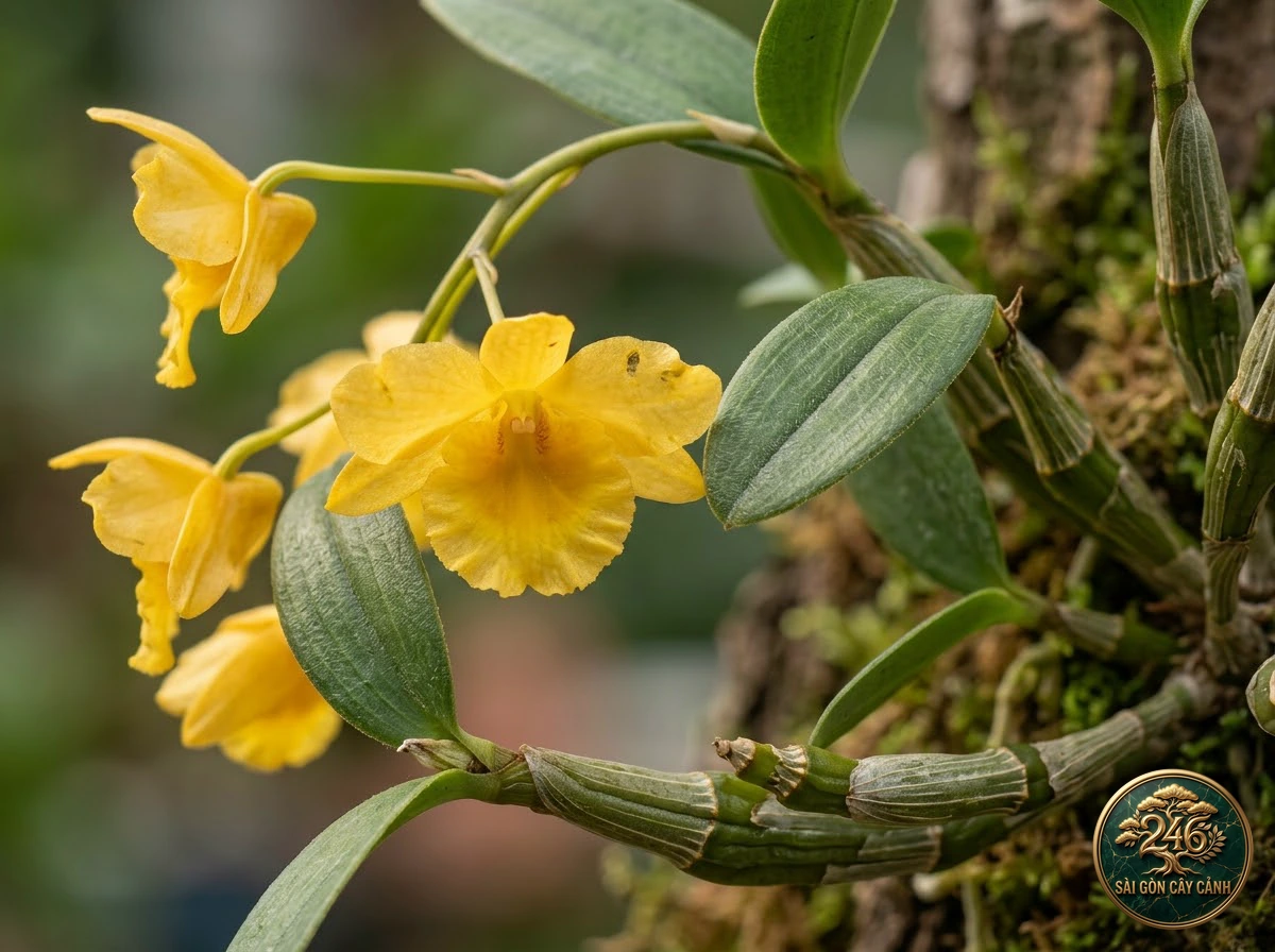 Lindley's dendrobium (Dendrobium lindleyi): interior living-space styling