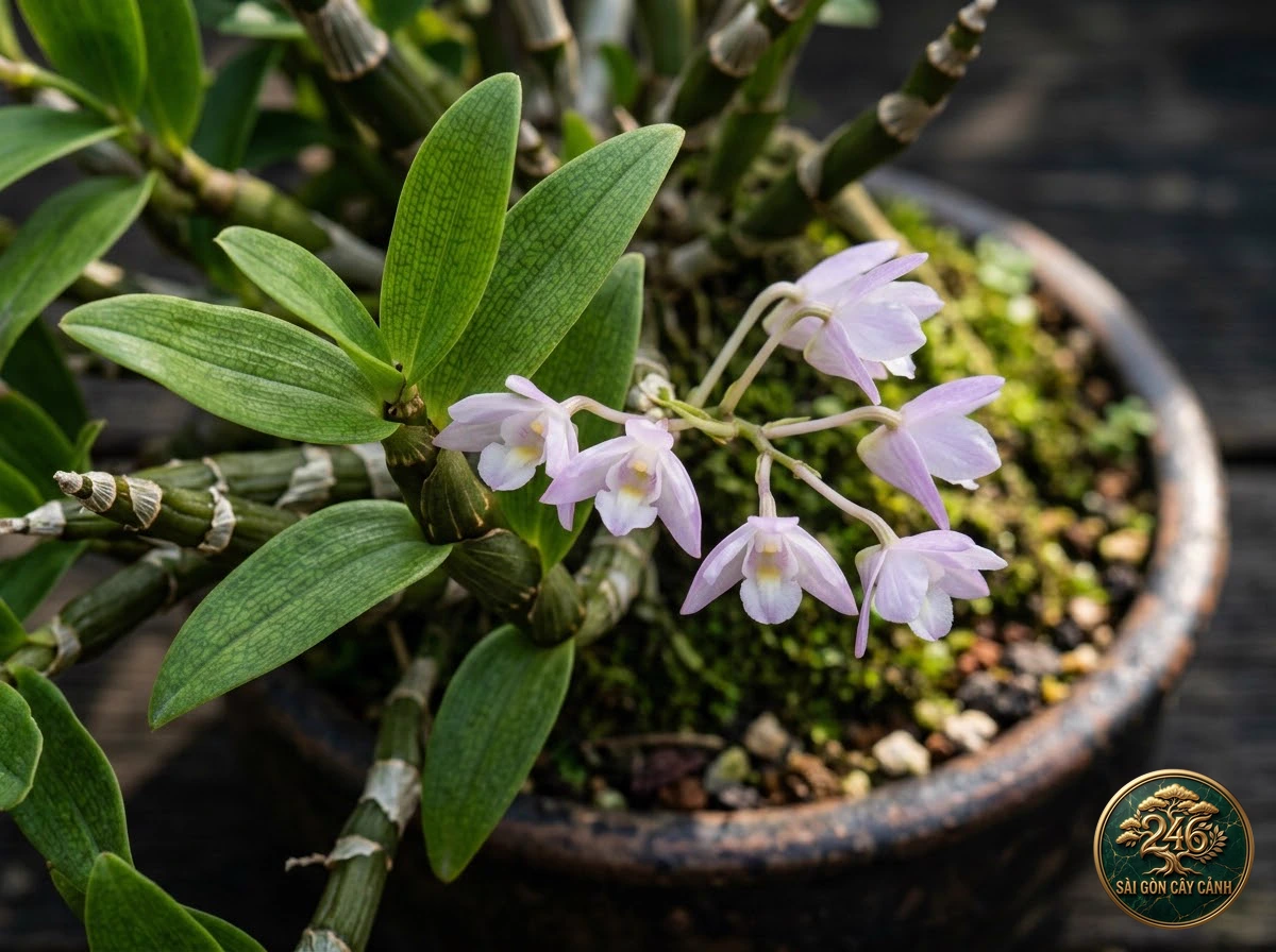 undefined (Dendrobium hercoglossum) - Đặc điểm nhận diện chuẩn Sài Gòn Cây Cảnh