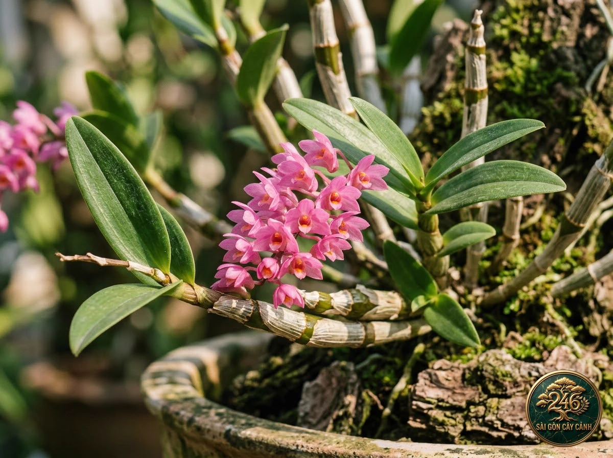 undefined (Dendrobium secundum) - Đặc điểm nhận diện chuẩn Sài Gòn Cây Cảnh