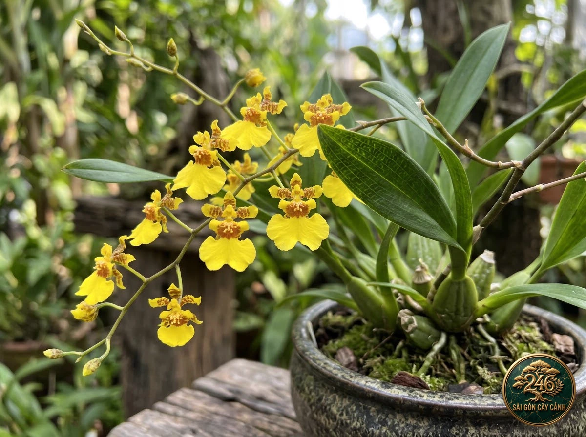undefined (Oncidium flexuosum) - Đặc điểm nhận diện chuẩn Sài Gòn Cây Cảnh