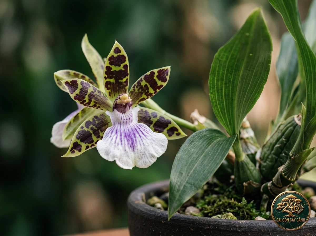 undefined (Zygopetalum maculatum) - Identification close-up Saigon Cay Canh standard