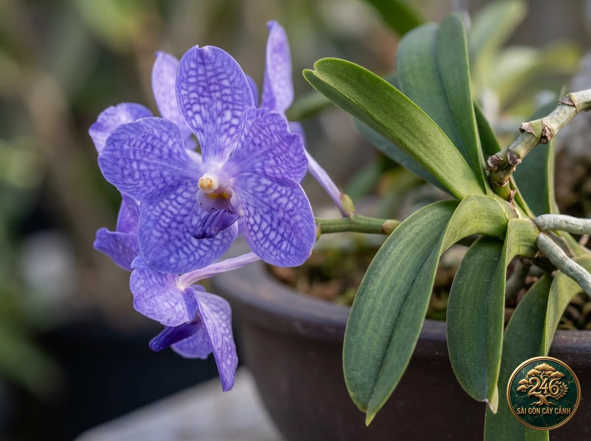 undefined (Vanda coerulea) - Identification close-up Saigon Cay Canh standard
