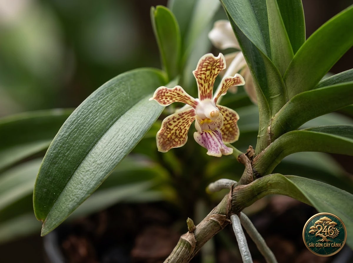 undefined (Vanda tricolor) - Identification close-up Saigon Cay Canh standard