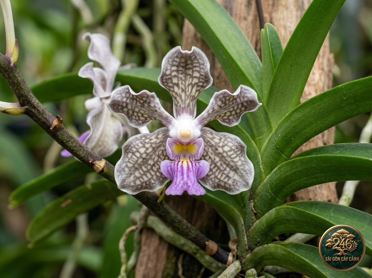 Checkered vanda (Vanda tessellata) - Identification close-up Saigon Cay Canh standard