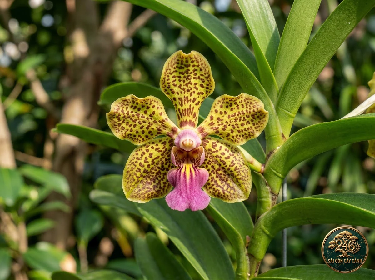 Lan vanda đốm nâu benson (Vanda bensonii) - Đặc điểm nhận diện chuẩn Sài Gòn Cây Cảnh