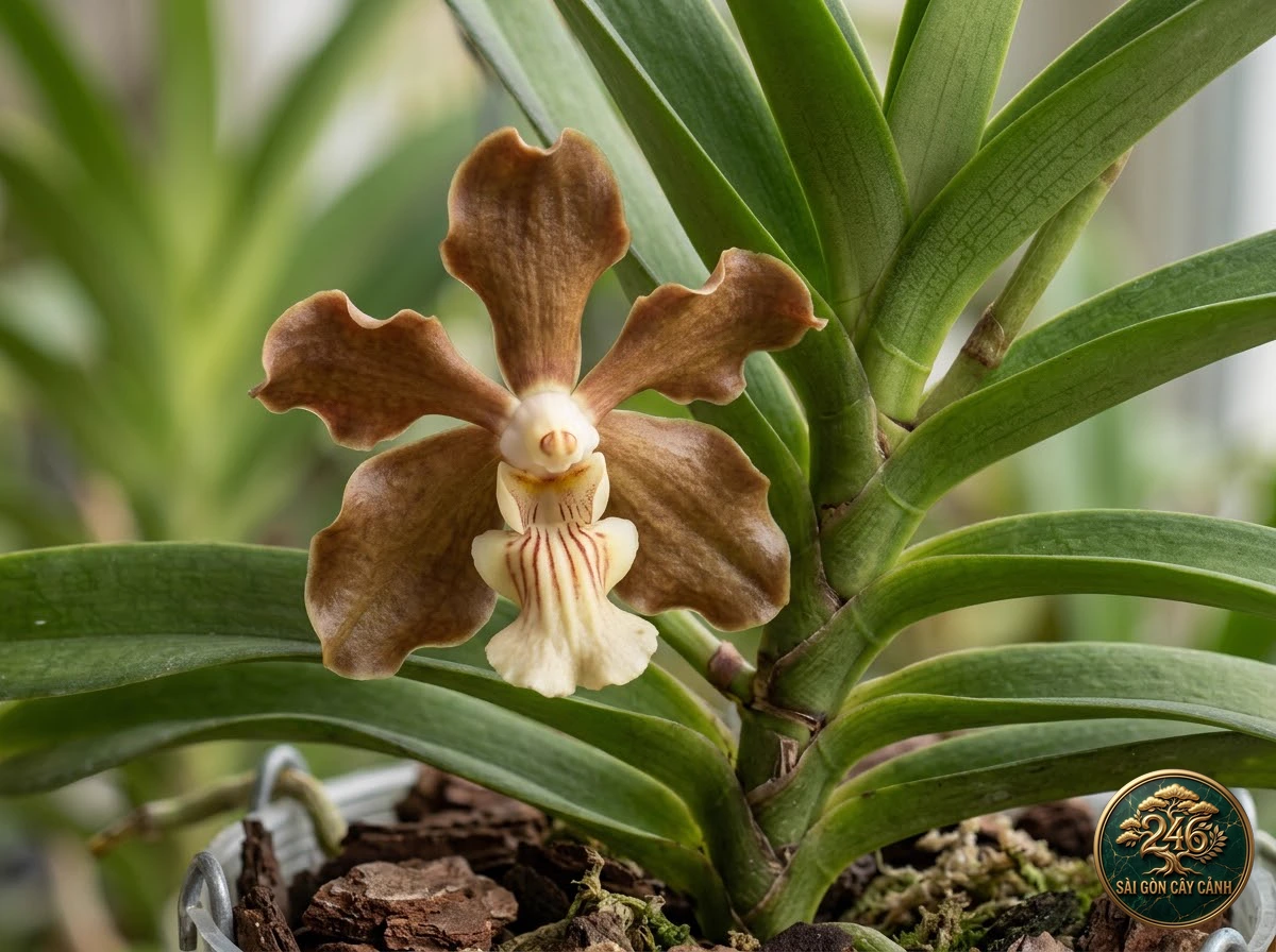 Uniform colored vanda (Vanda concolor) - Identification close-up Saigon Cay Canh standard