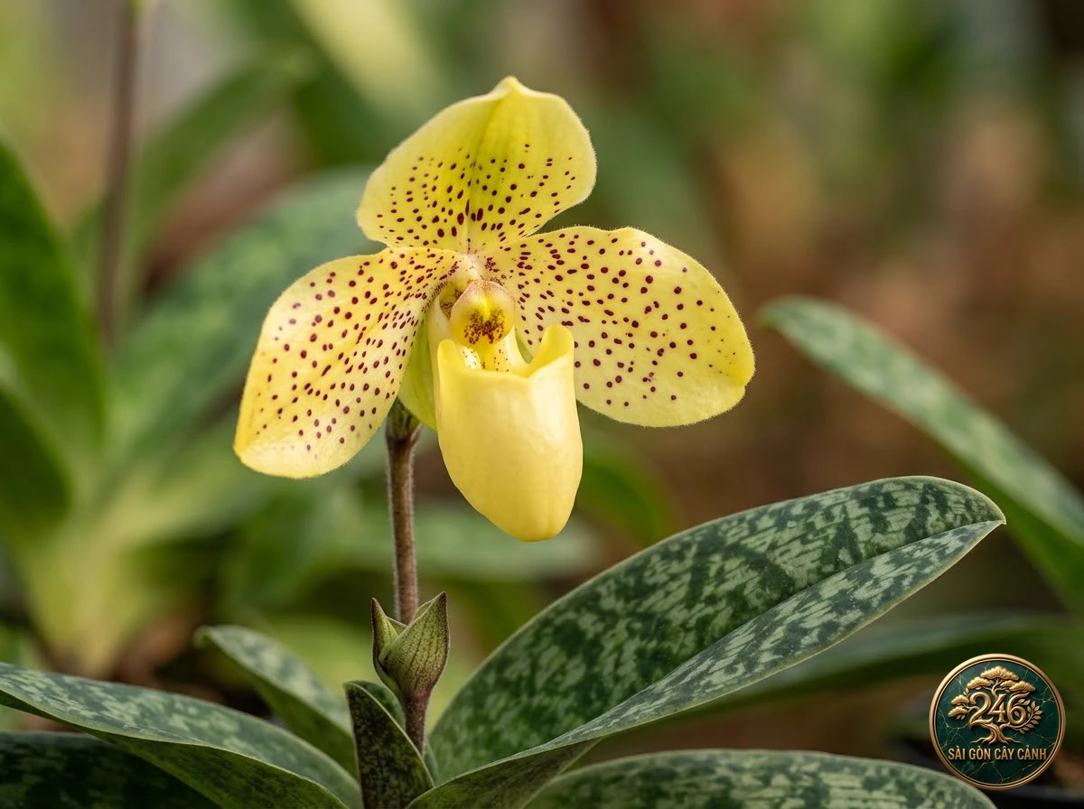 Lan hài gấm vàng đốm (Paphiopedilum concolor) - Đặc điểm nhận diện chuẩn Sài Gòn Cây Cảnh