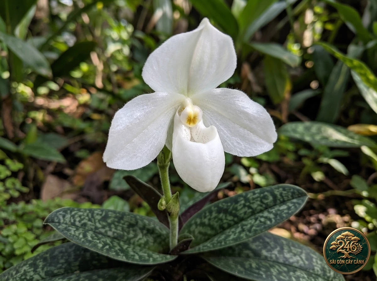 Snow-white paphiopedilum (Paphiopedilum niveum) - Identification close-up Saigon Cay Canh standard