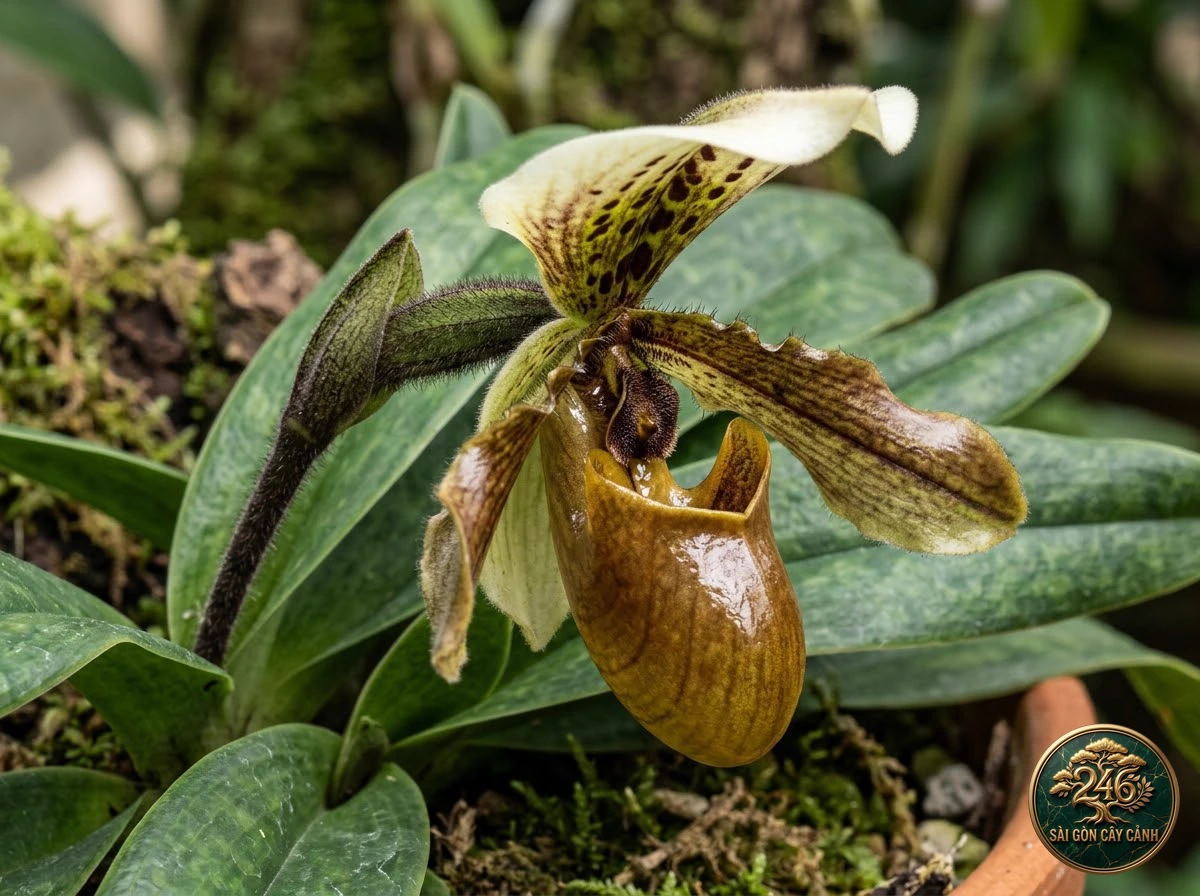 Villose paphiopedilum (Paphiopedilum villosum) - Identification close-up Saigon Cay Canh standard