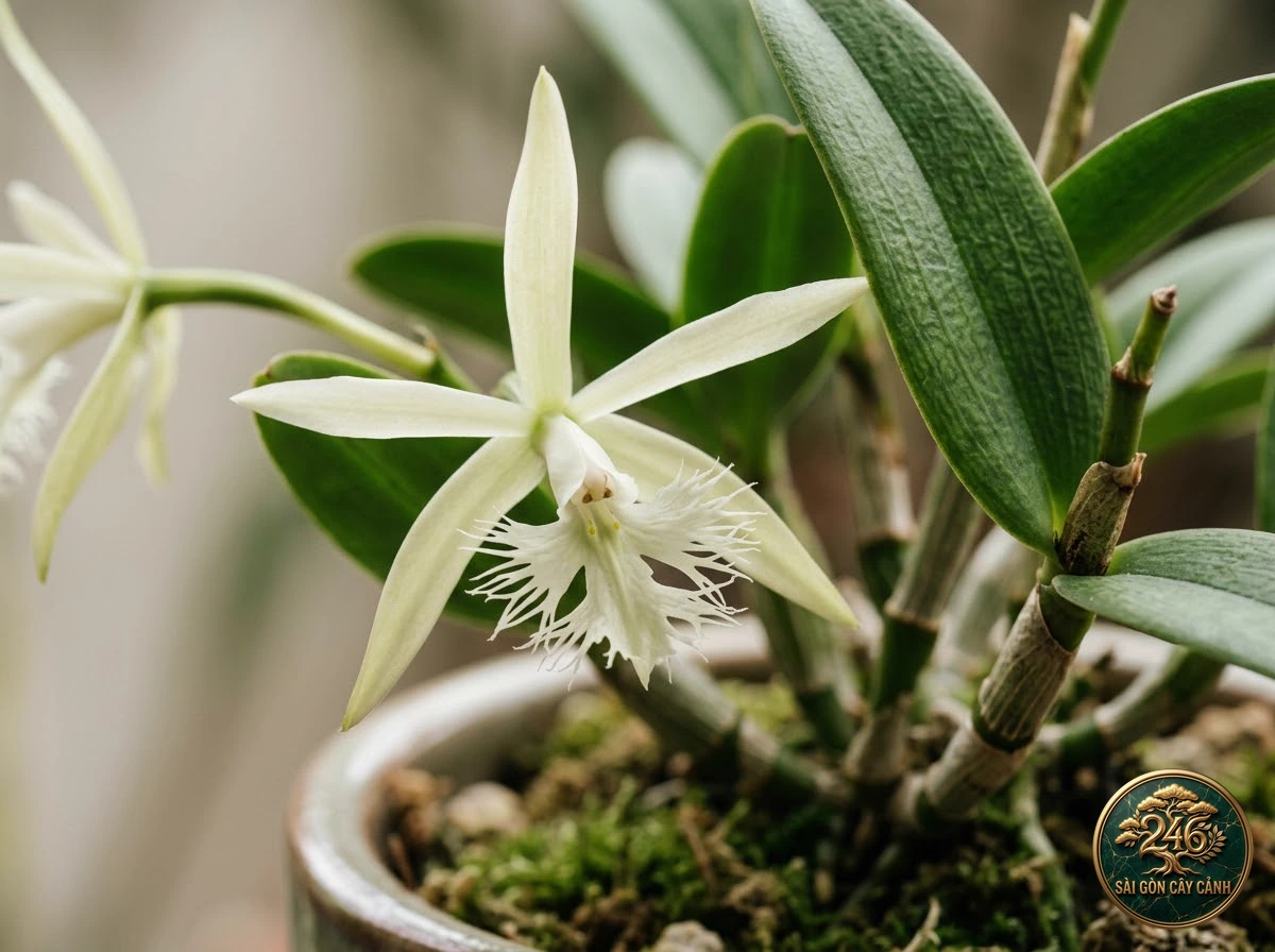 Lan thạch hộc cánh tua viền (Epidendrum ciliare) - Ứng dụng không gian chuẩn Sài Gòn Cây Cảnh