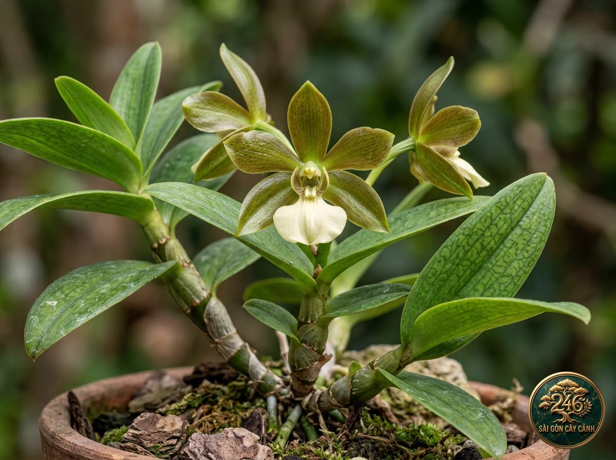 Green fly orchid (Epidendrum magnoliae) - Identification close-up Saigon Cay Canh standard
