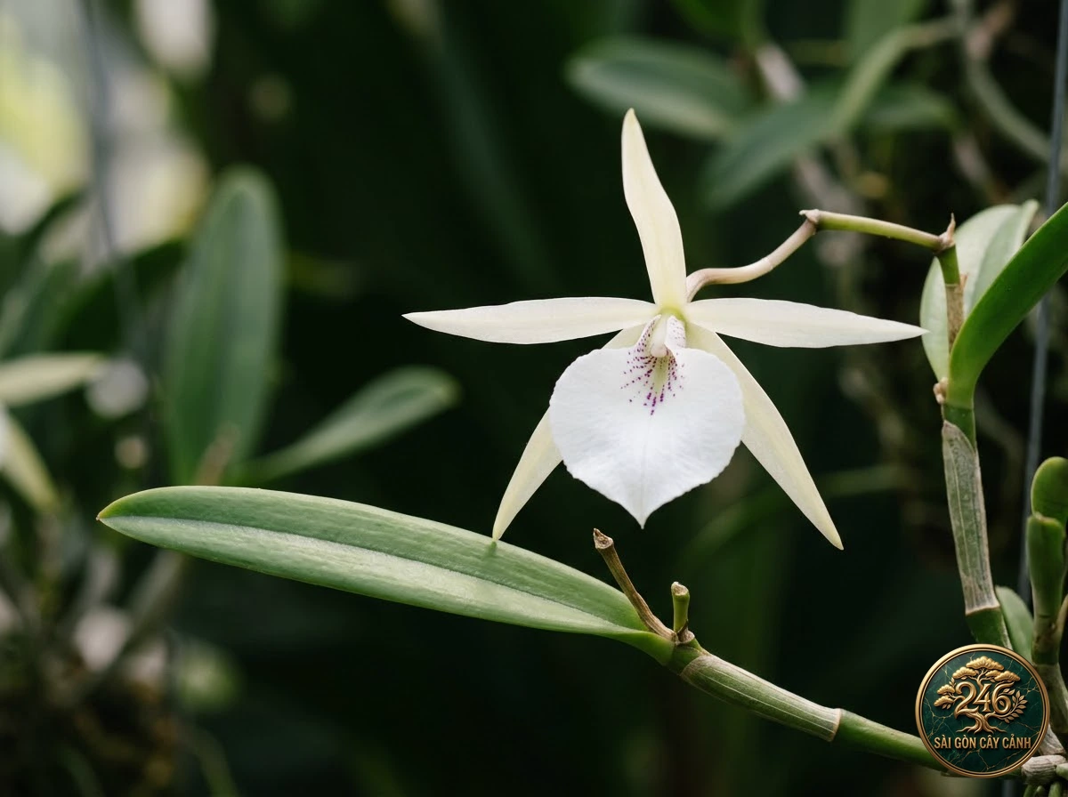 Lan phong lan dạ hương quý bà (Brassavola nodosa) - Đặc điểm nhận diện chuẩn Sài Gòn Cây Cảnh