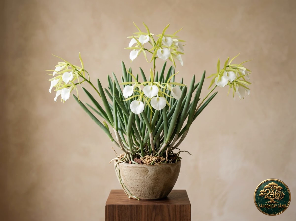 Lan phong lan dạ hương quý bà (Brassavola nodosa) - Chân dung hình thái chuẩn Sài Gòn Cây Cảnh