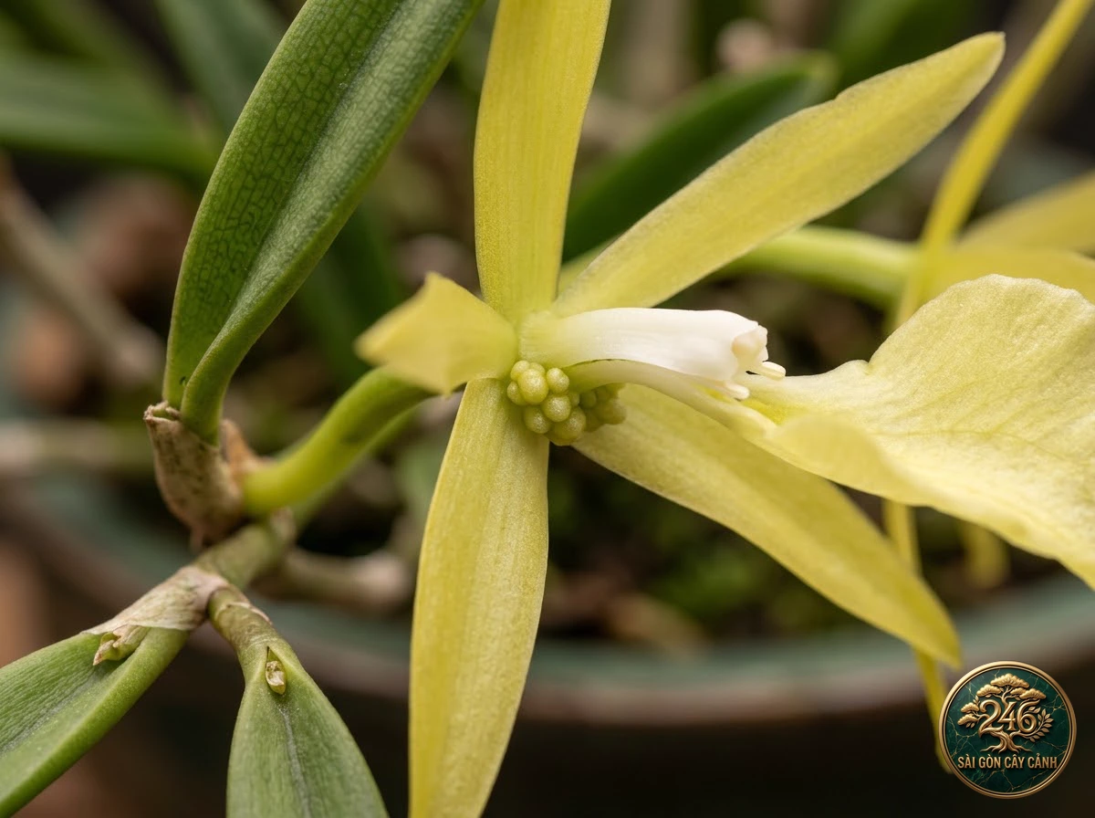 Tuberculate brassavola (Brassavola tuberculata) - Identification close-up Saigon Cay Canh standard