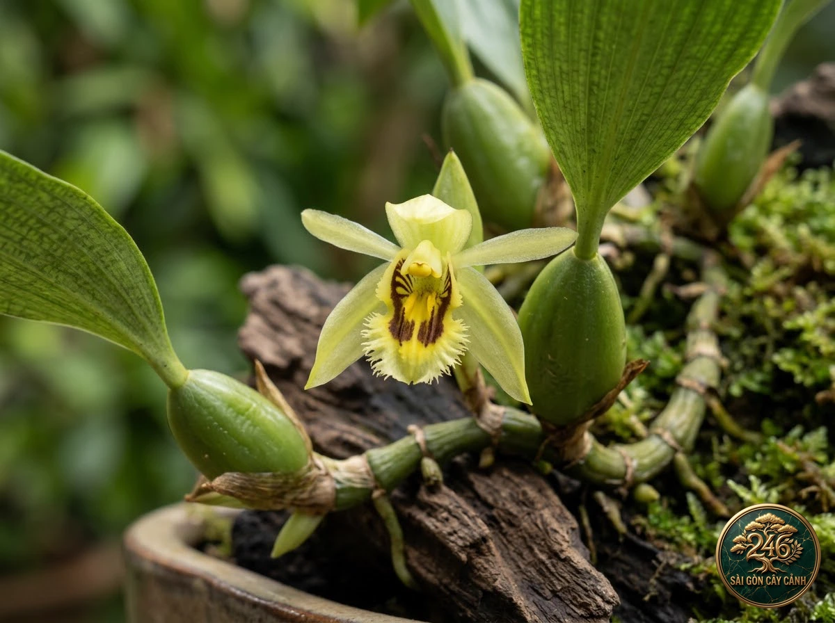 Lan hoàng thảo môi tua mini (Coelogyne fimbriata) - Đặc điểm nhận diện chuẩn Sài Gòn Cây Cảnh