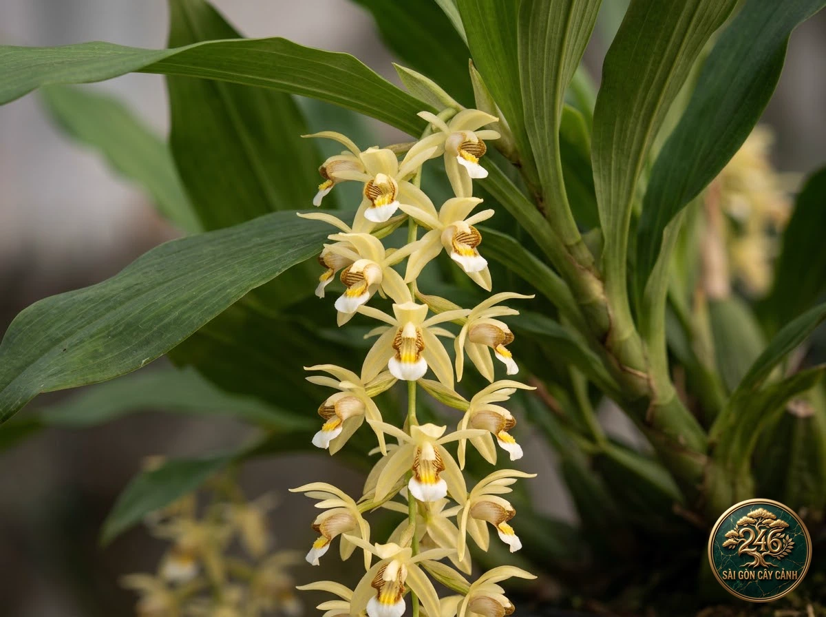 Thanh đạm Rochussen chùm dài (Coelogyne rochusseni) - Đặc điểm nhận diện chuẩn Sài Gòn Cây Cảnh