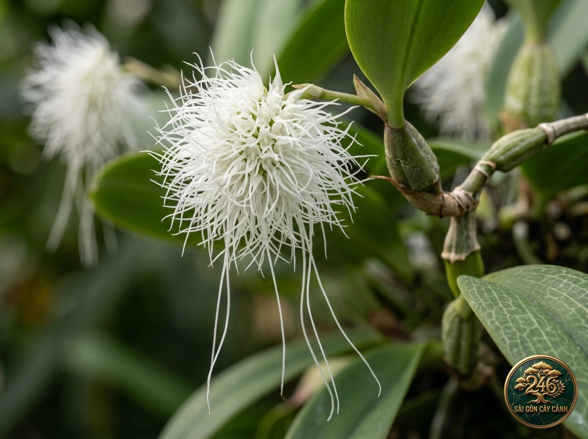 Lan lọng tóc tiên trắng medusa (Bulbophyllum medusae) - Đặc điểm nhận diện chuẩn Sài Gòn Cây Cảnh