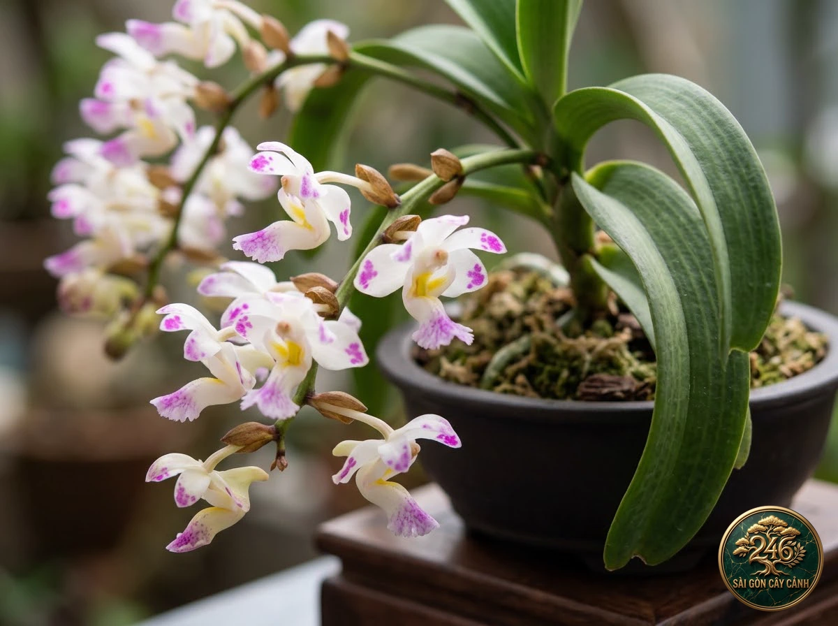 Lan giáng hương đuôi cáo móc (Aerides falcata) - Đặc điểm nhận diện chuẩn Sài Gòn Cây Cảnh