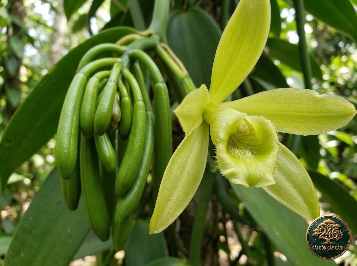 Flat-leaved vanilla (Vanilla planifolia) - Identification close-up Saigon Cay Canh standard
