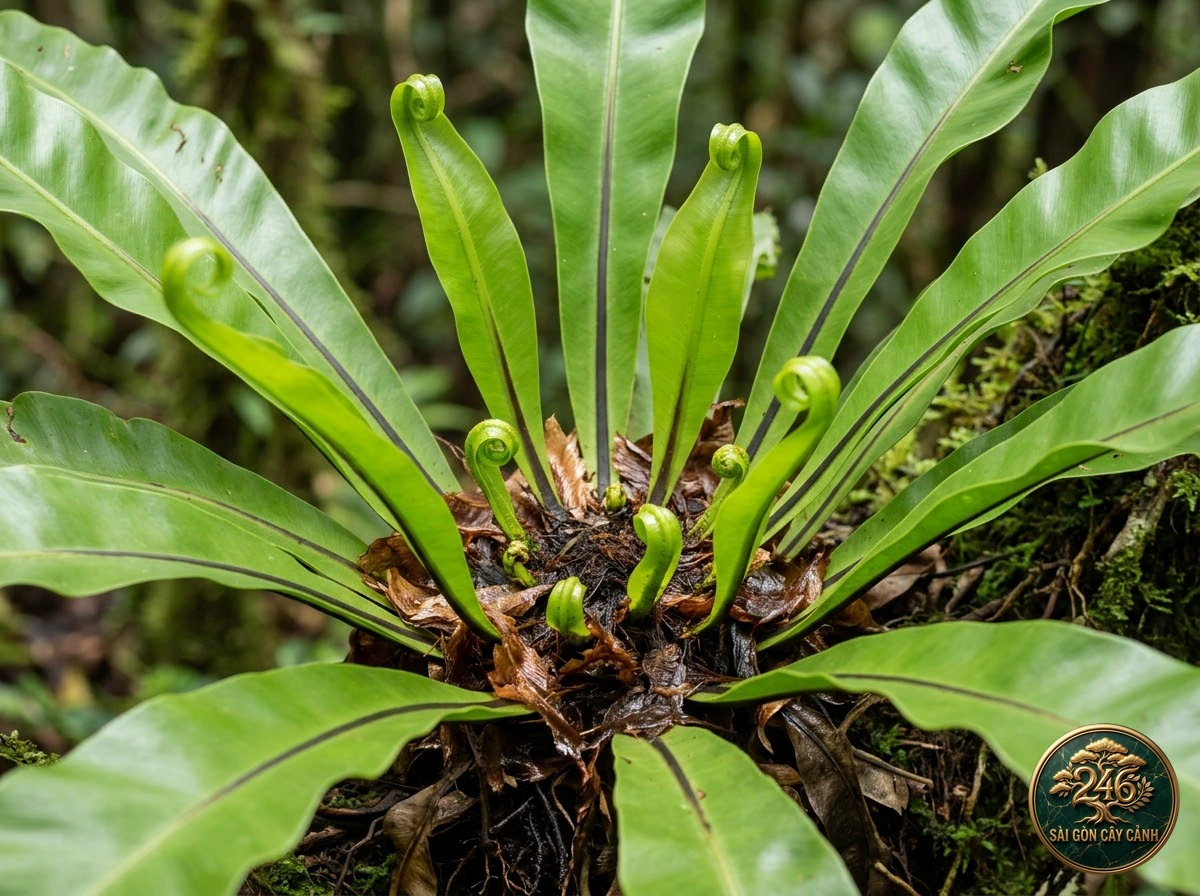 Cây dương xỉ tổ chim tổ quạ (Asplenium nidus) - Đặc điểm nhận diện chuẩn Sài Gòn Cây Cảnh