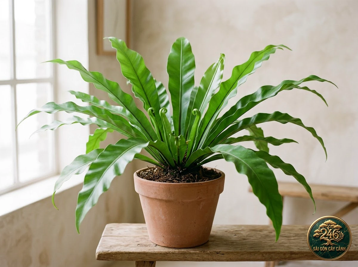 Hình ảnh hồ sơ Cây dương xỉ tổ chim tổ quạ (Asplenium nidus)