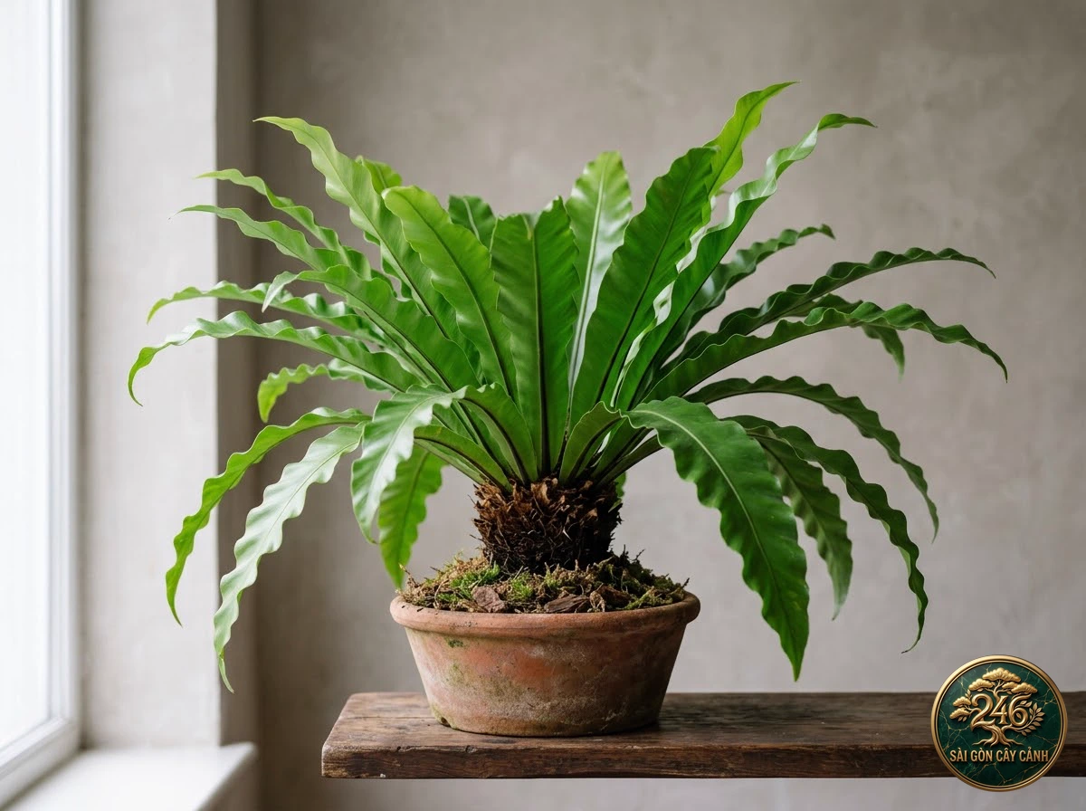 Cây dương xỉ tổ chim cổ đại (Asplenium antiquum) - Đặc điểm nhận diện chuẩn Sài Gòn Cây Cảnh