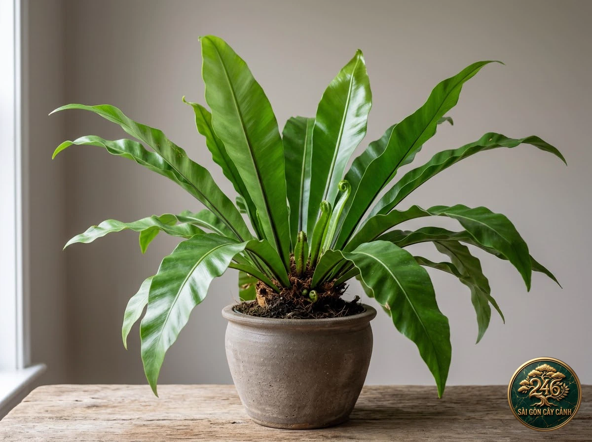 Cây dương xỉ tổ chim úc đại lợi (Asplenium australasicum) - Đặc điểm nhận diện chuẩn Sài Gòn Cây Cảnh