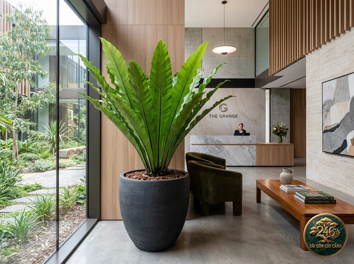 Cây dương xỉ cọng đen vách đá (Asplenium trichomanes) - Chân dung hình thái chuẩn Sài Gòn Cây Cảnh