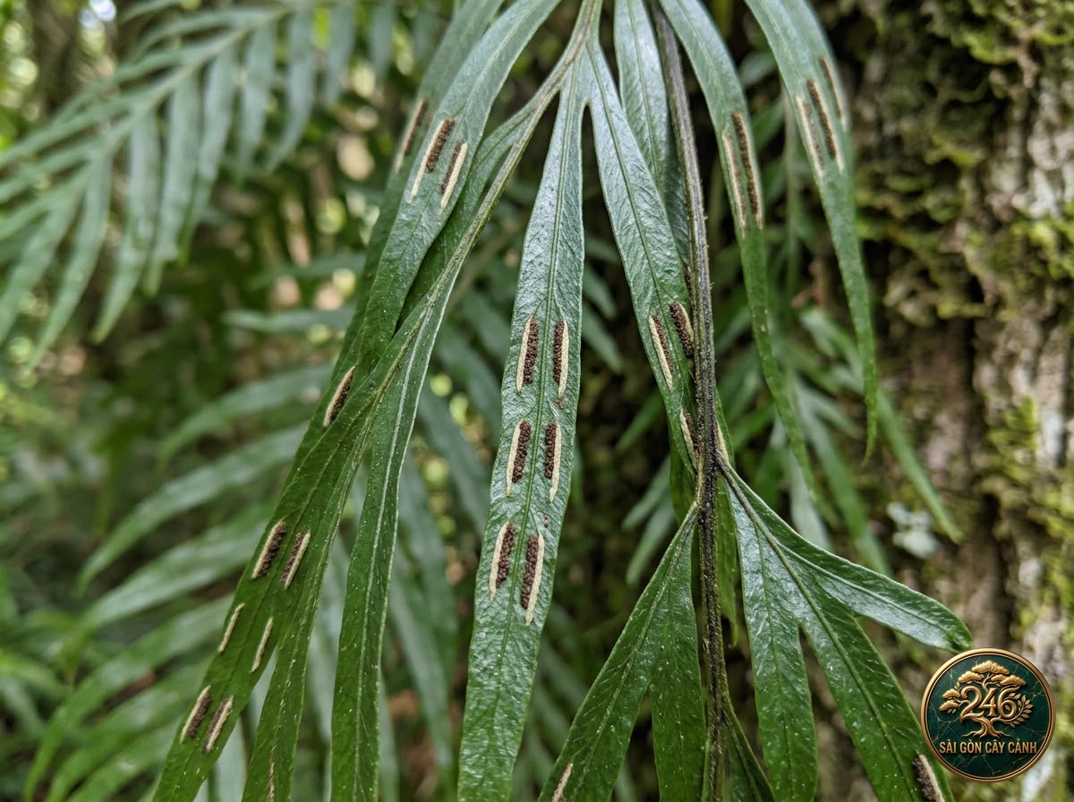 Weeping spleenwort (Asplenium flaccidum) - Interior styling Saigon Cay Canh standard