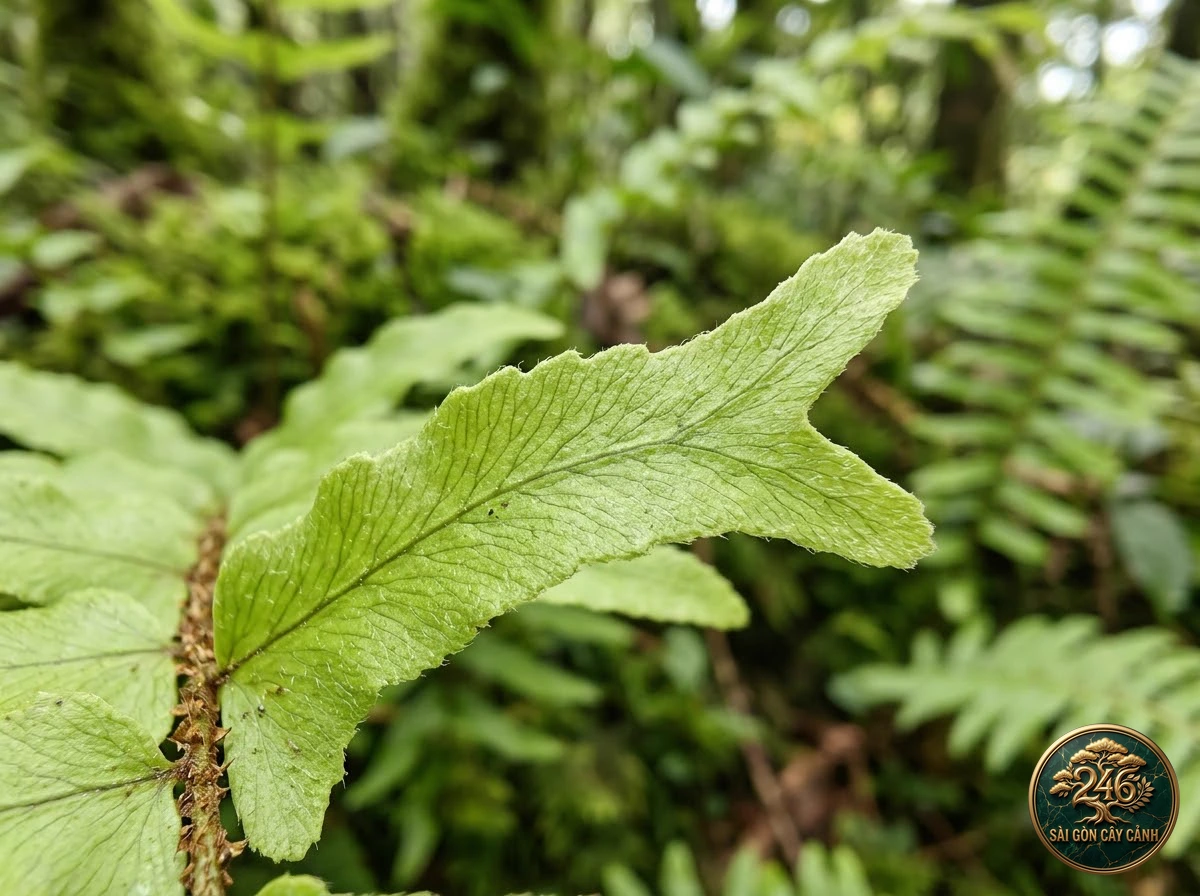 Fishtail sword fern (Nephrolepis falcata) - Interior styling Saigon Cay Canh standard