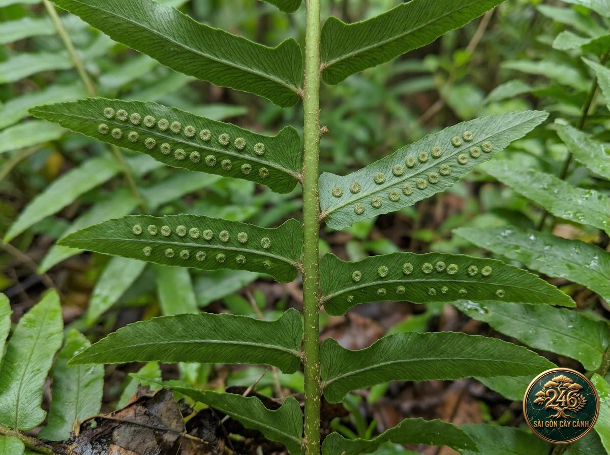 Cây dương xỉ kimberley nữ hoàng (Nephrolepis obliterata) - Ứng dụng không gian chuẩn Sài Gòn Cây Cảnh