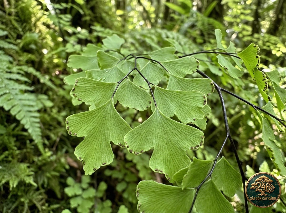 Delta maidenhair fern (Adiantum raddianum) - Interior styling Saigon Cay Canh standard